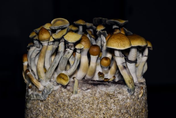 Psilocybin mushrooms grown at AJNA BioSciences' cultivation facility in Littleton, Colorado on Dec. 13, 2023. (Photo by Hyoung Chang/The Denver Post)